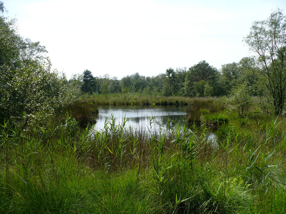 Wasser und Venn