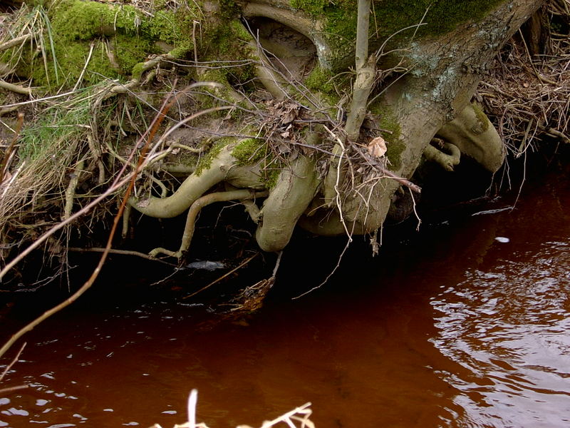 Wasser und Wurzel im Einklang