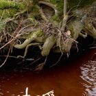 Wasser und Wurzel im Einklang