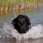 Wasser verleiht Flügel