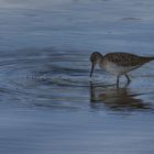 Wasser Vogel