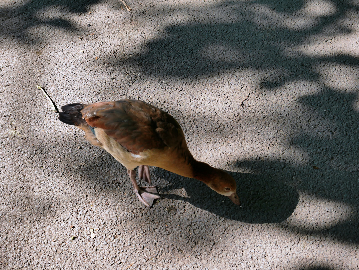 Wasser - Vogel  - Bin morgen in Wetzlar 