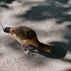 Wasser - Vogel  - Bin morgen in Wetzlar 