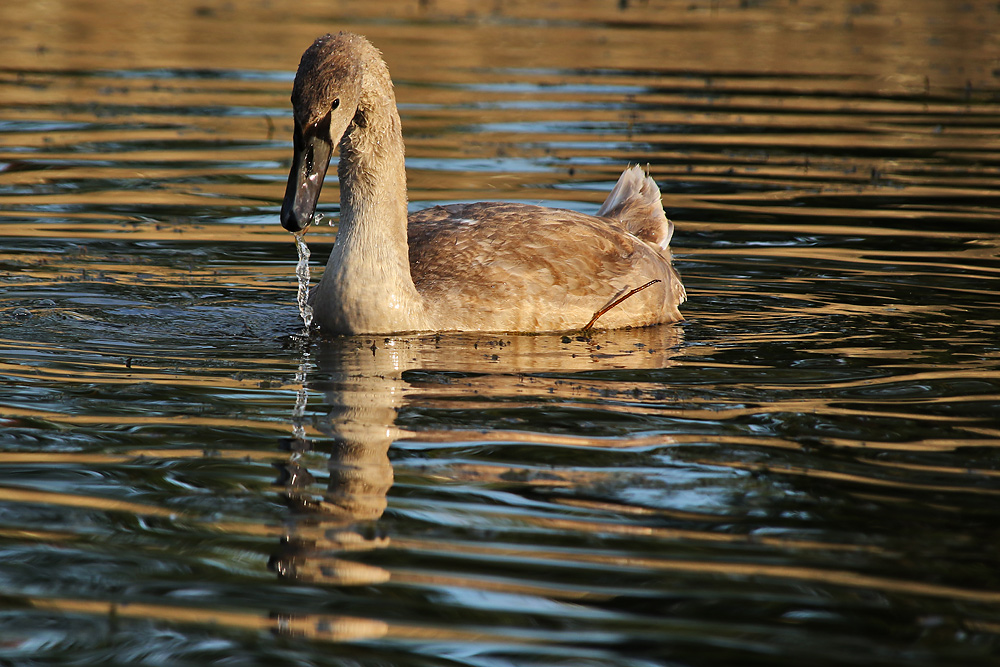 "Wasser-Vogel"