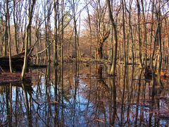 Wasser vom Apfelbach