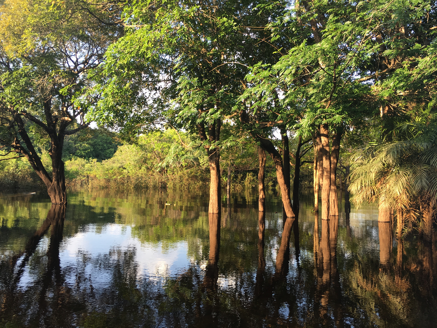 Wasser-Wald