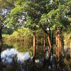 Wasser-Wald