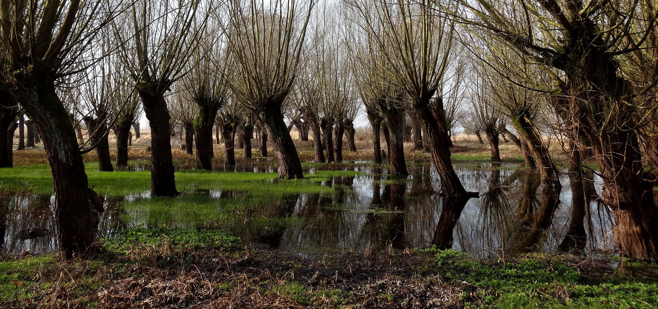 Wasser-Weiden-Wald