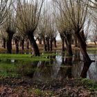 Wasser-Weiden-Wald