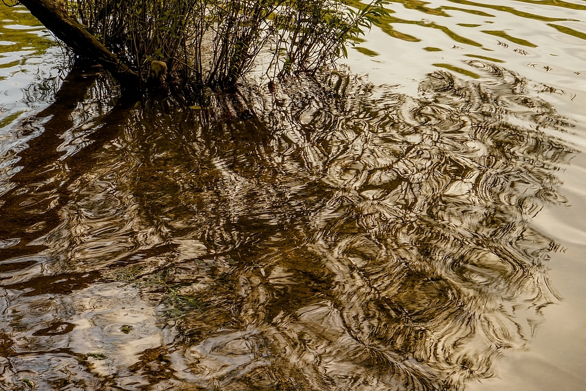 Wasser, Wellen und ein Busch