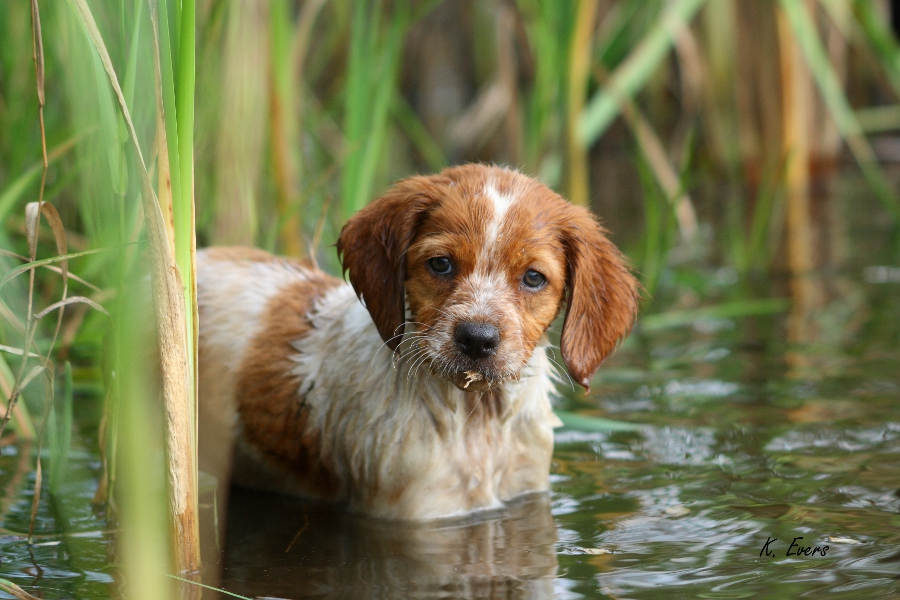 wasser-welpe