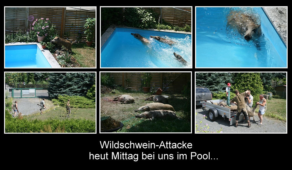 wasser-wild-schweine