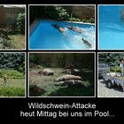 wasser-wild-schweine