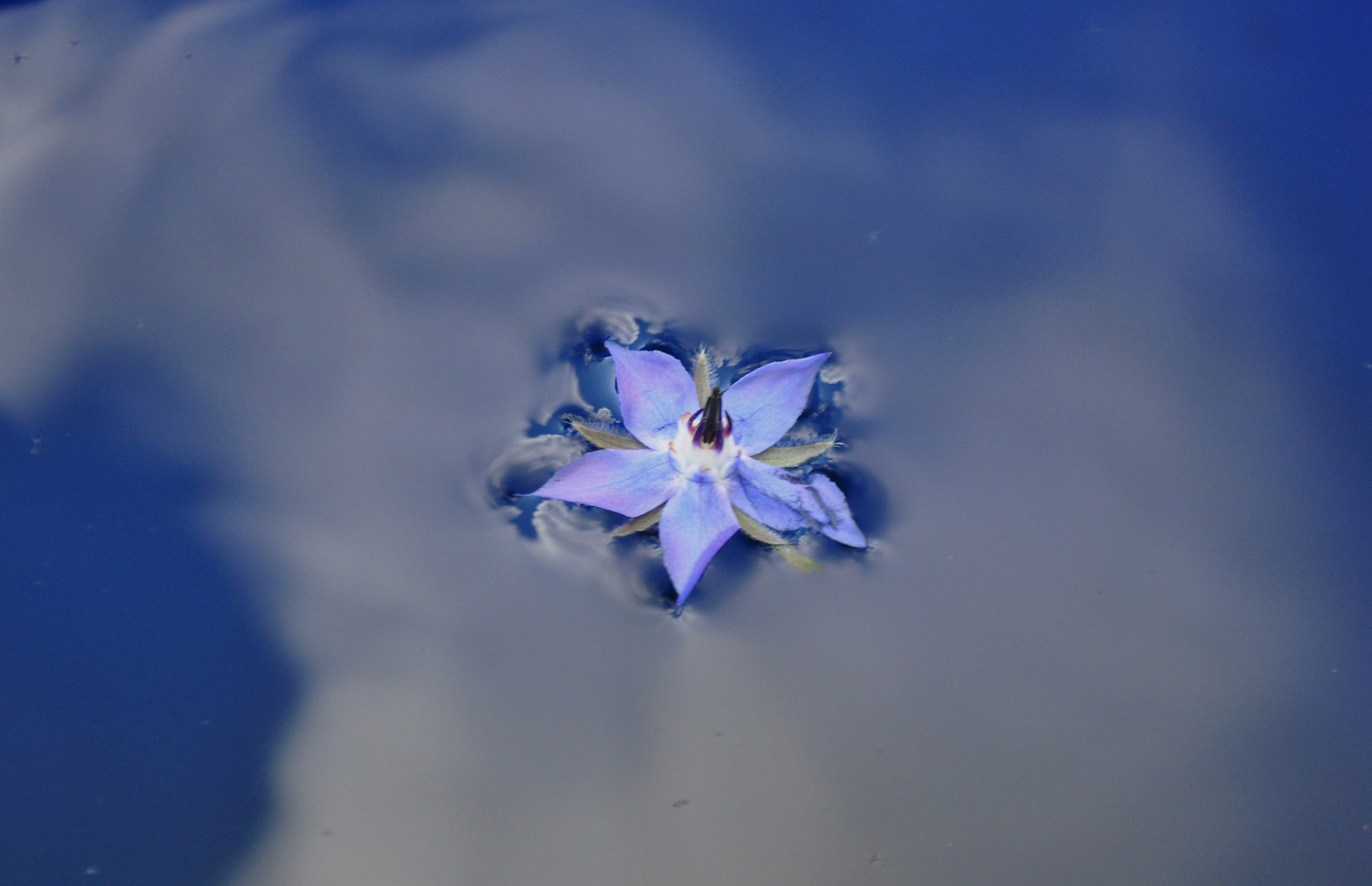 Wasser, Wolken, Borretschblüte