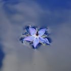 Wasser, Wolken, Borretschblüte