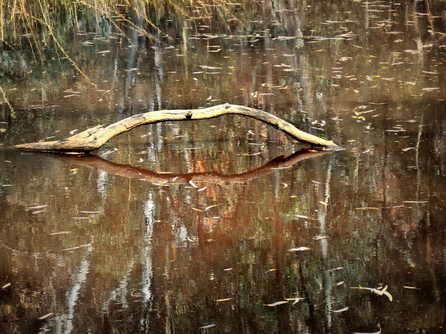 Wasser-Wunderwelt im Outback