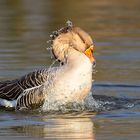 Wasserabperlhuhn?