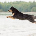 *Wasseraction* Hovawarthündin Clara gibt Gas <3