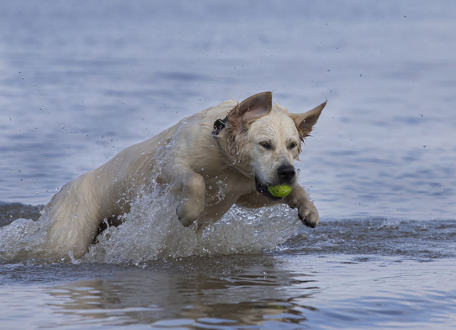 Wasseraction mit Balou