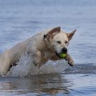 Wasseraction mit Balou