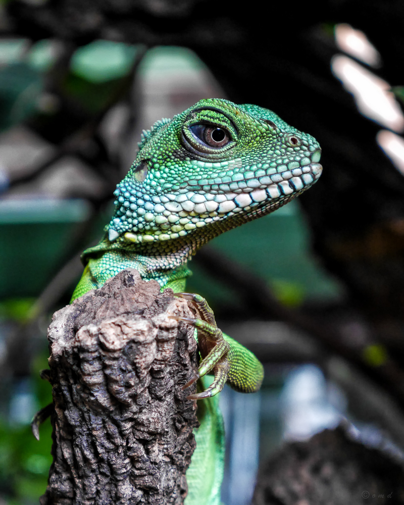 Wasseragame