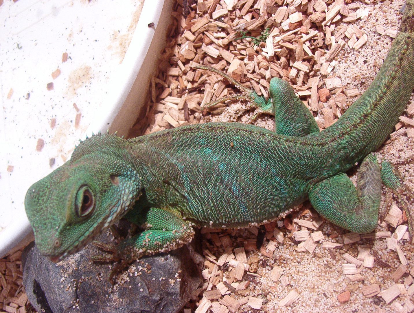 Wasseragame