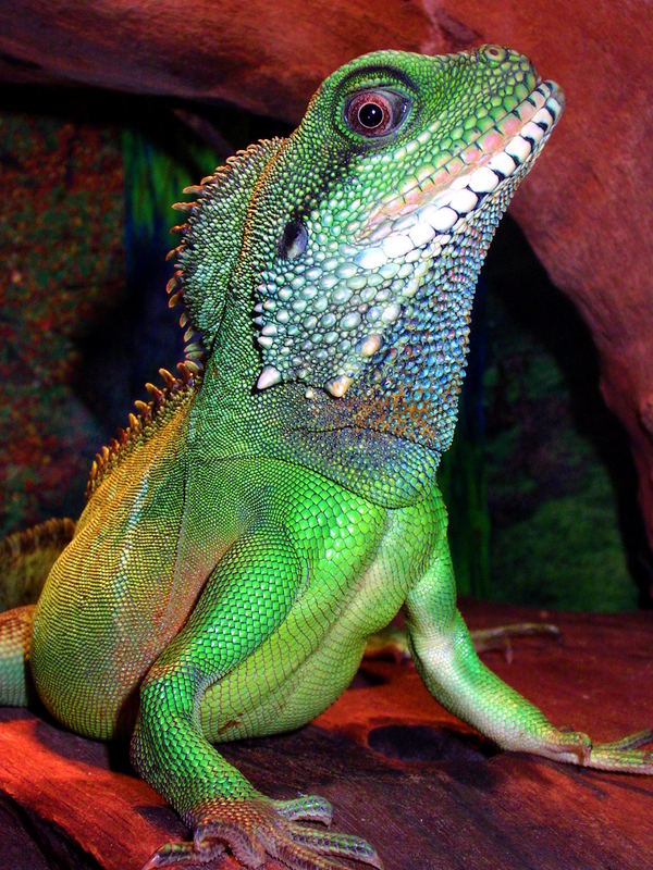 Wasseragame