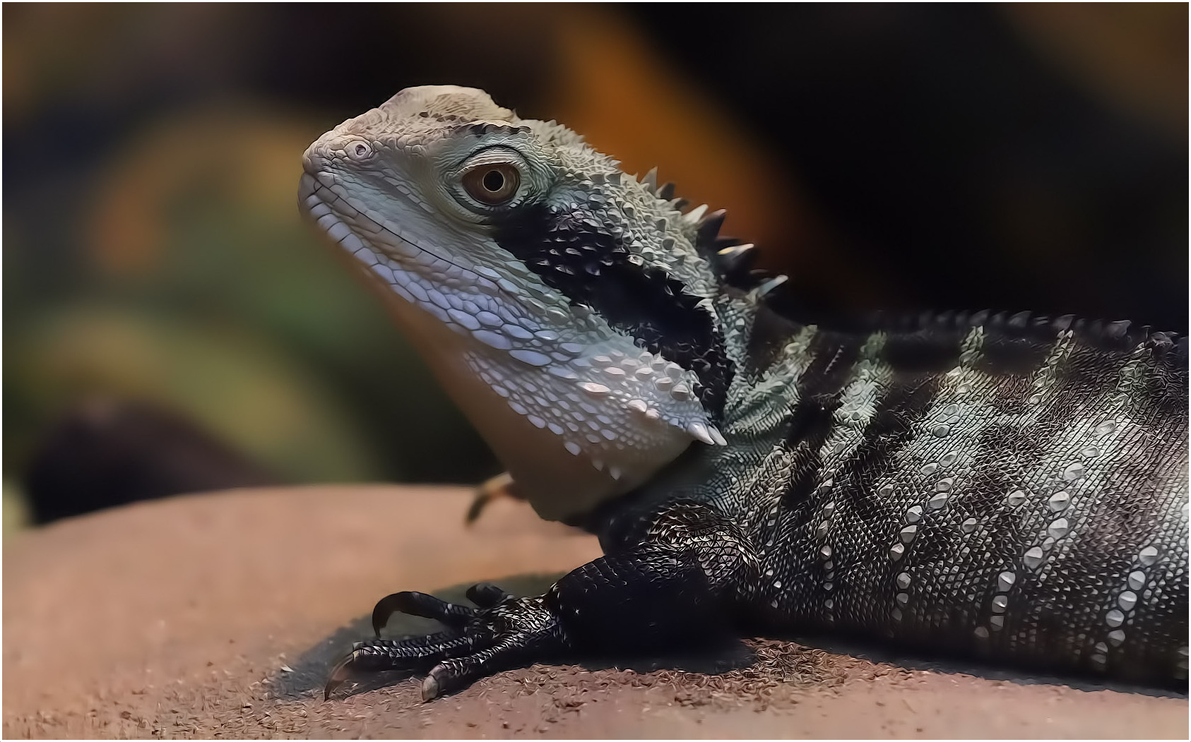 Wasseragame