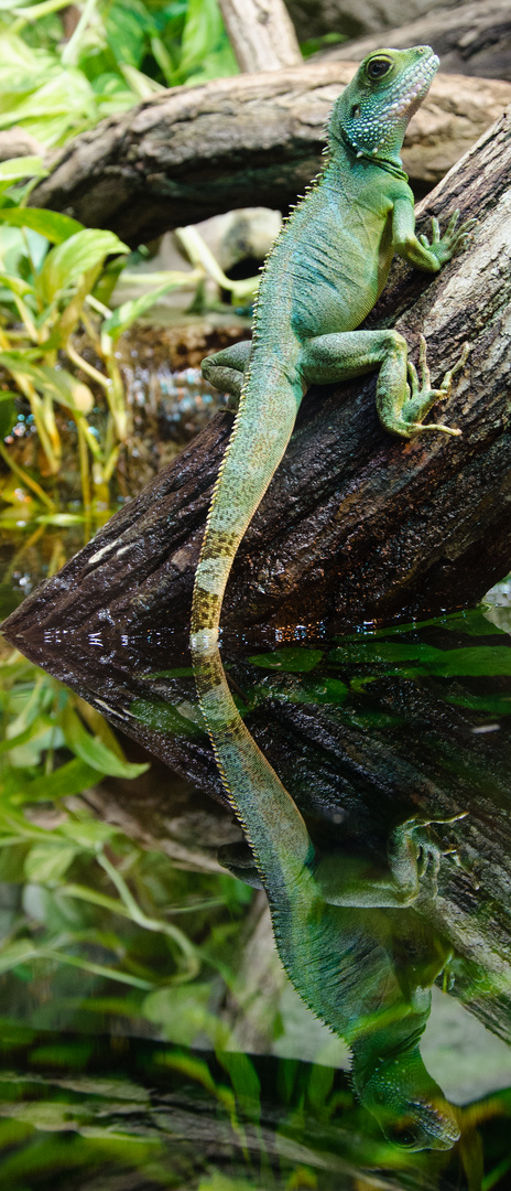 Wasseragame