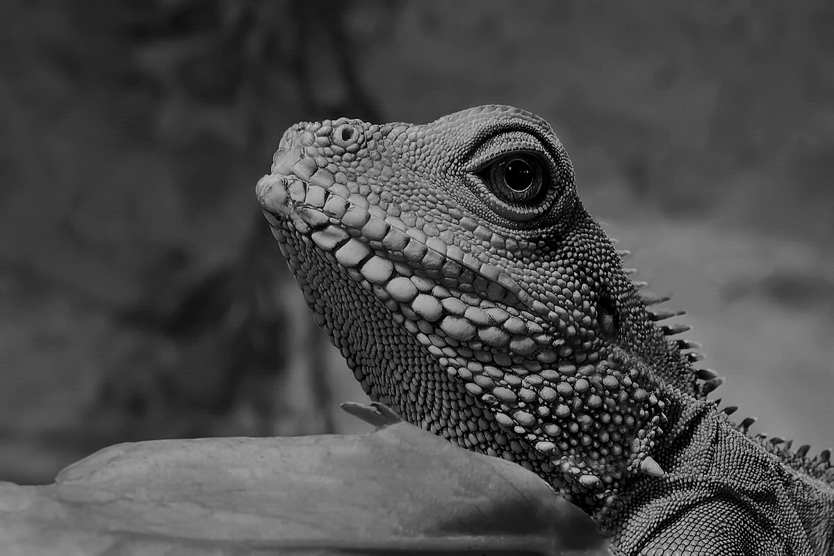 Wasseragame auf Wunsch in S/W