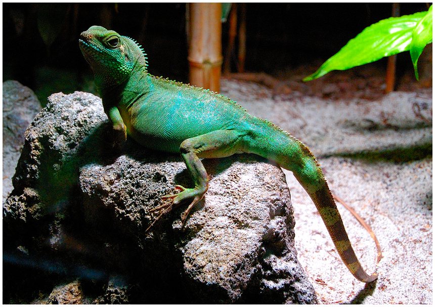 Wasseragame