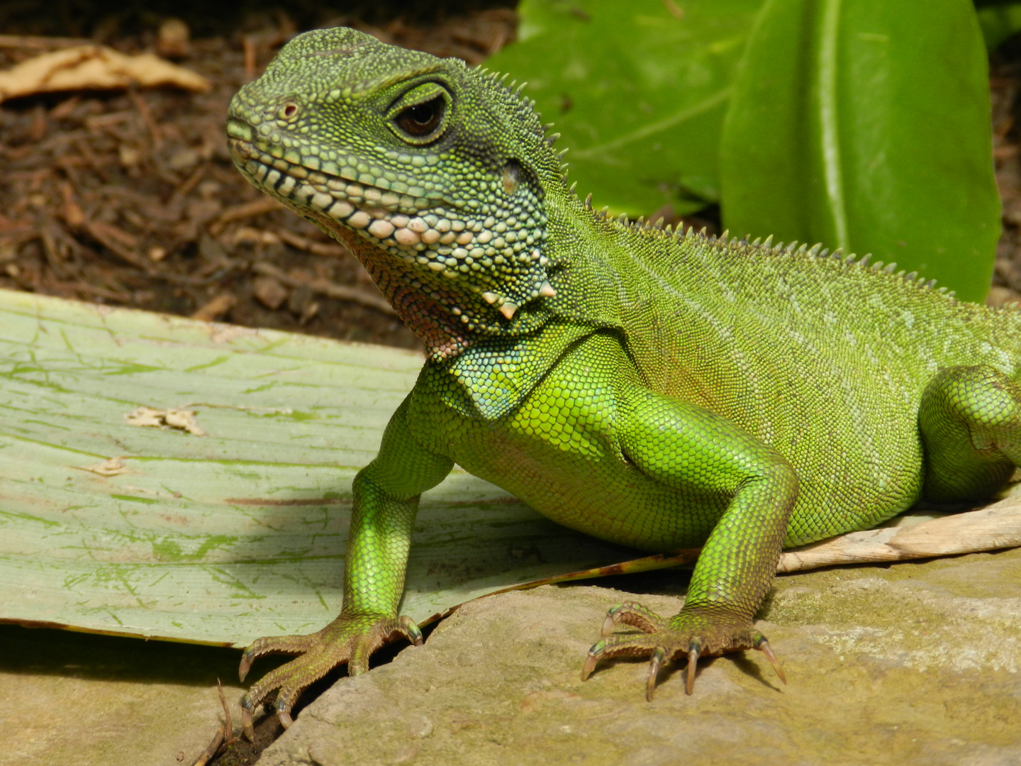 Wasseragame freilaufend im Gewächshaus des botanischen Gartens in Bonn 2