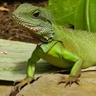 Wasseragame freilaufend im Gewächshaus des botanischen Gartens in Bonn 2