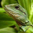 Wasseragame freilaufend im Gewächshaus des botanischen Gartens in Bonn