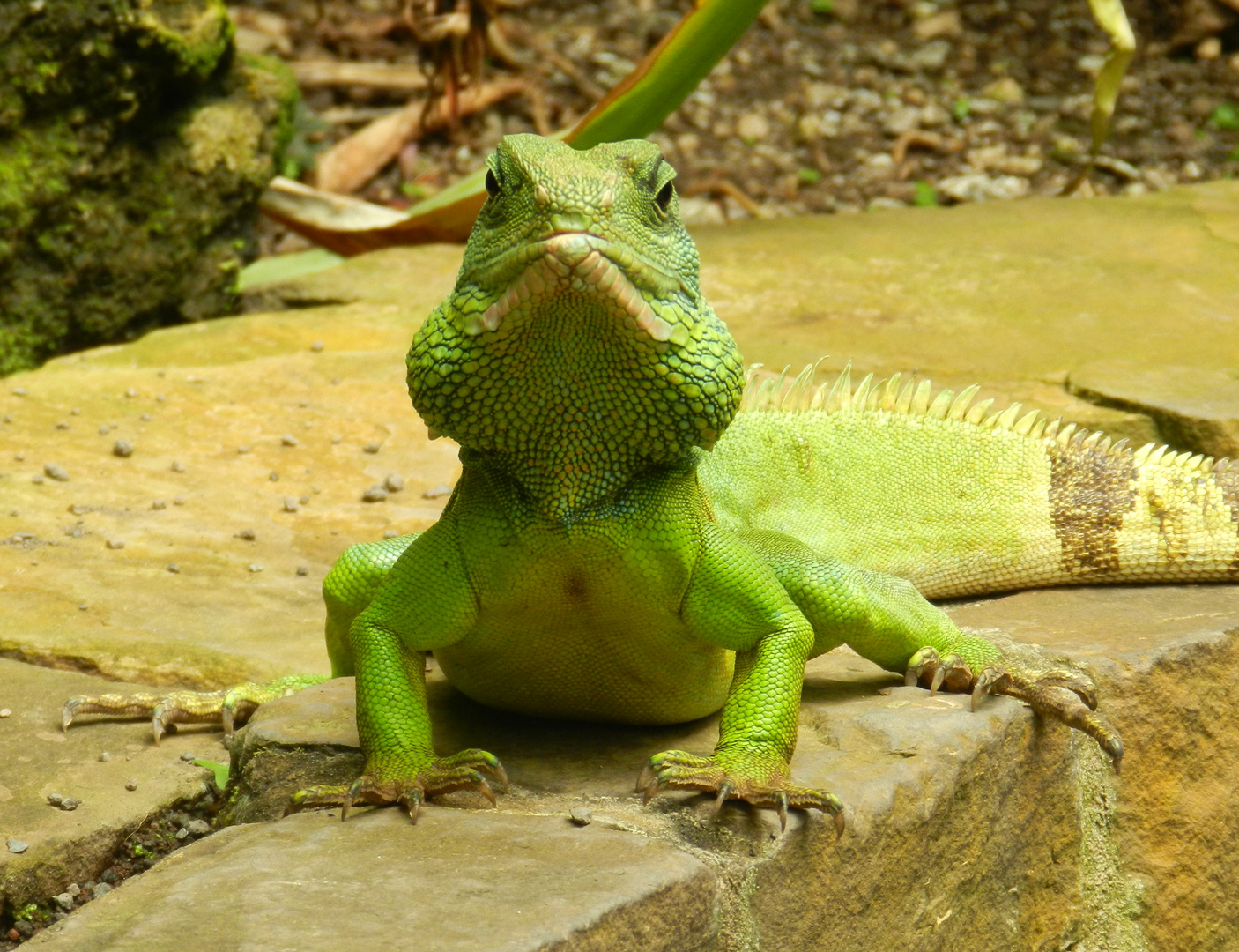 Wasseragame im Botanischen Garten Bonn