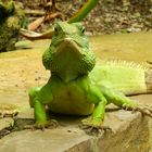 Wasseragame im Botanischen Garten Bonn