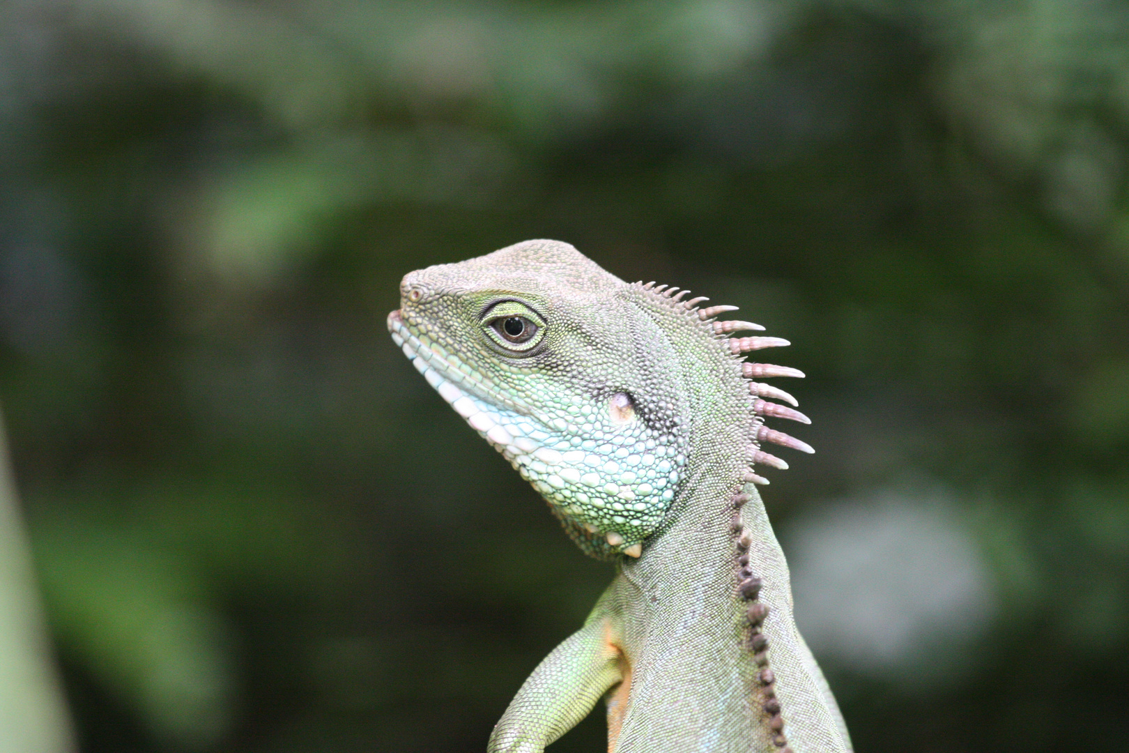 Wasseragame im Palmengarten (Frankfurt am Main) geschossen