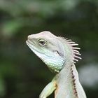 Wasseragame im Palmengarten (Frankfurt am Main) geschossen