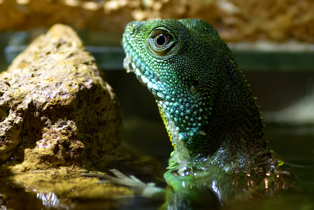 Wasseragame im Wasser