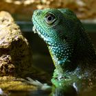 Wasseragame im Wasser