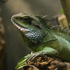 Wasseragame im Zoo Basel