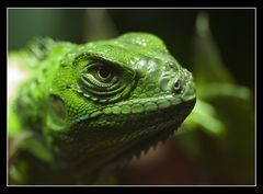 Wasseragame - Zoo, Köln