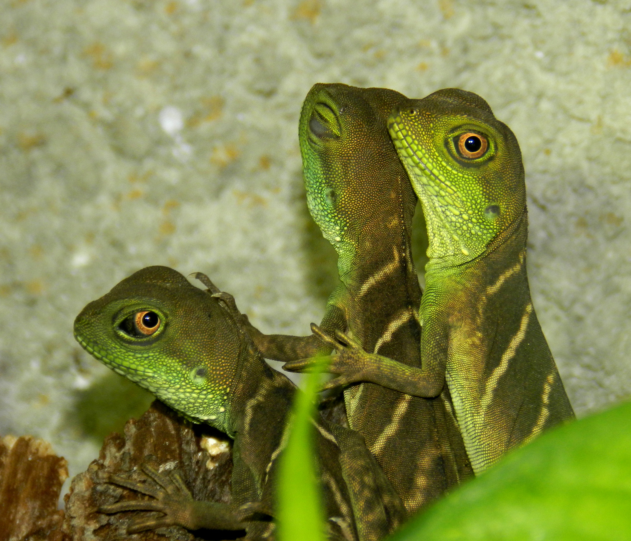 Wasseragamen ( Der Nebenbuhler )