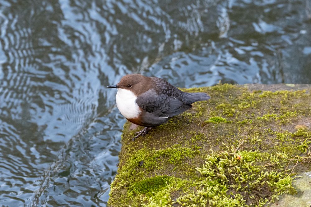 Wasseramsel