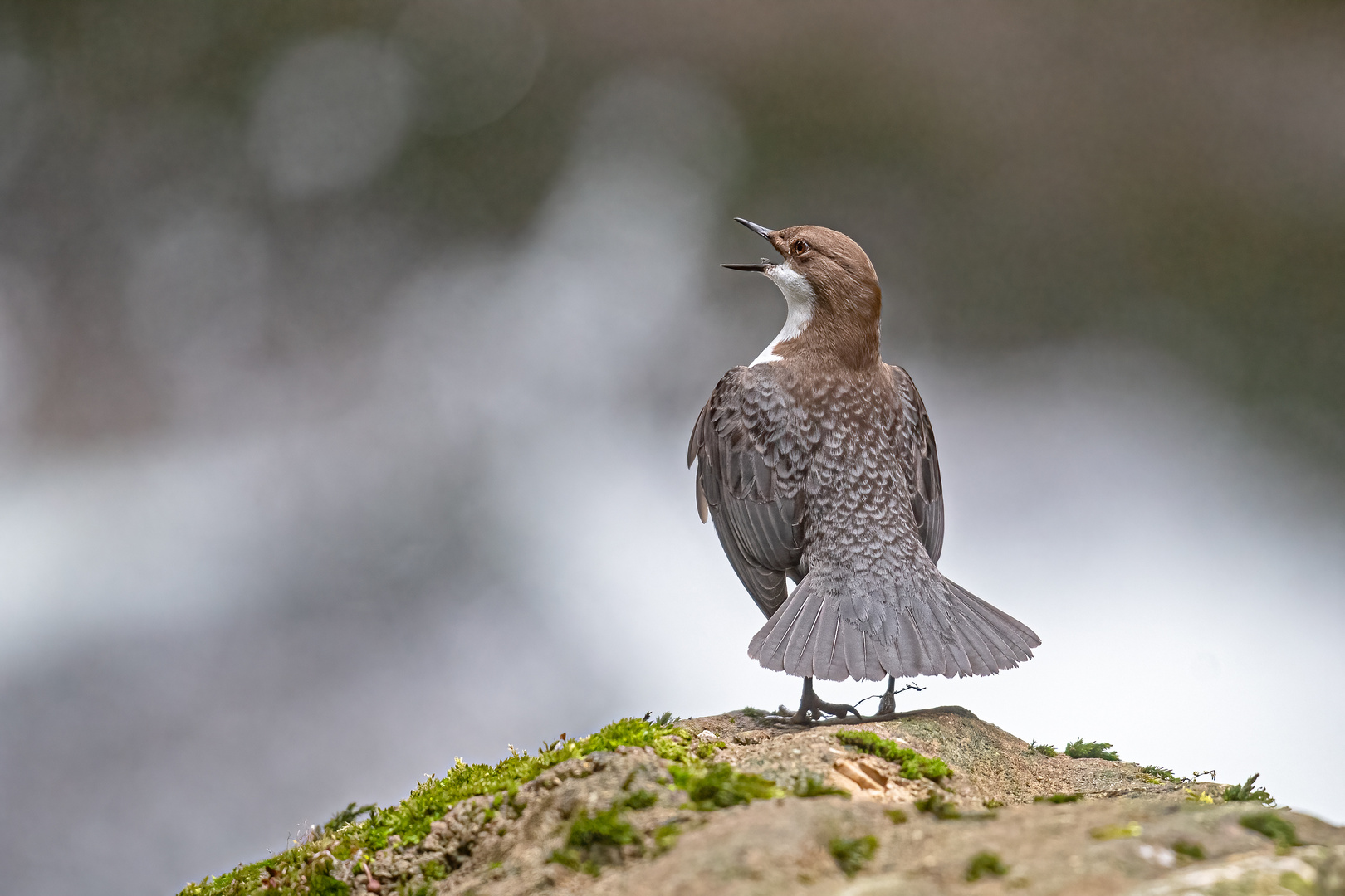 Wasseramsel