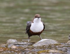 Wasseramsel