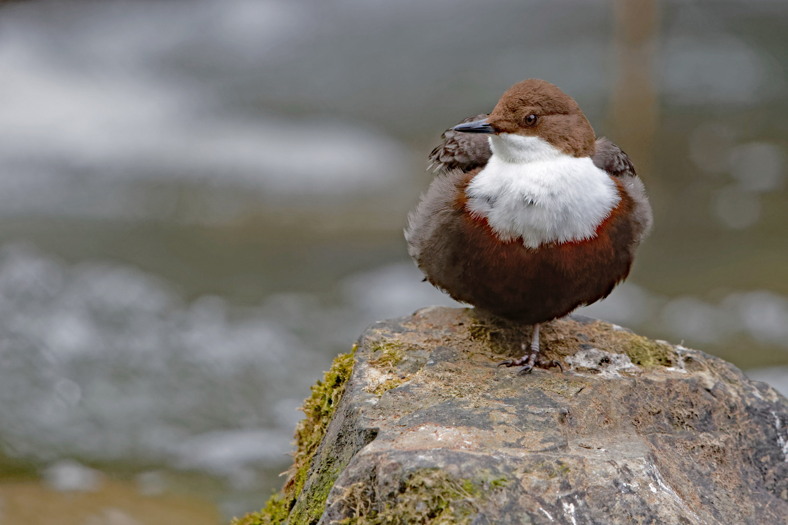 Wasseramsel