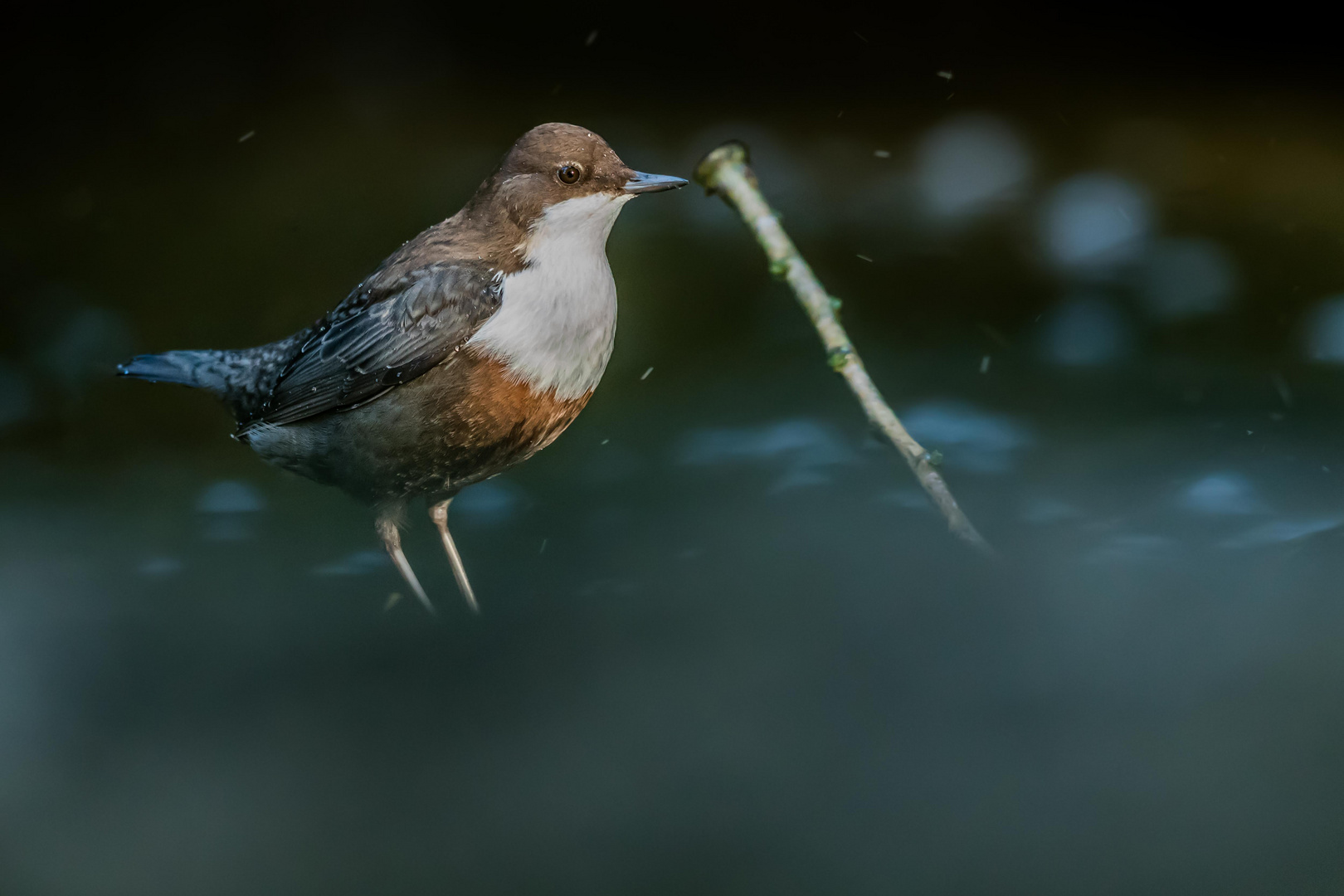 Wasseramsel