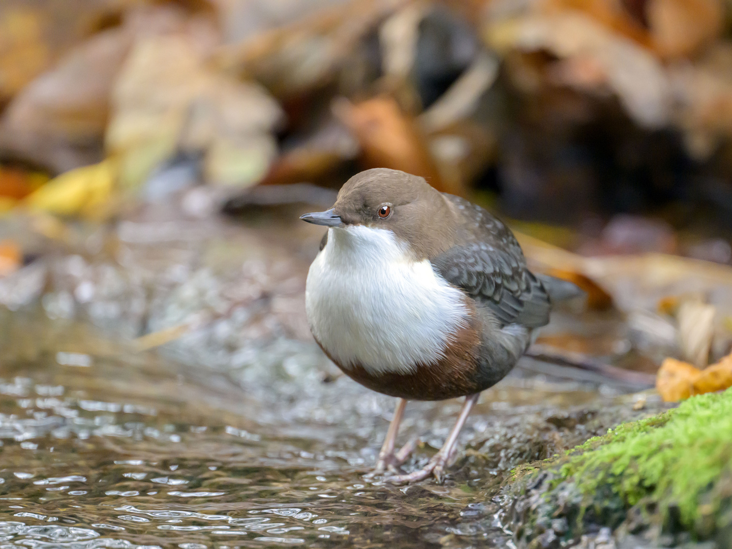 Wasseramsel