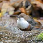 Wasseramsel